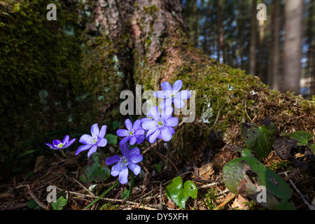 Liverwort nella foresta, Hepatica nobilis, fioritura, fiore dell'anno 2013, Baviera, Germania Foto Stock