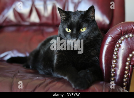 Un gatto nero seduto su una sedia in pelle. Foto Stock