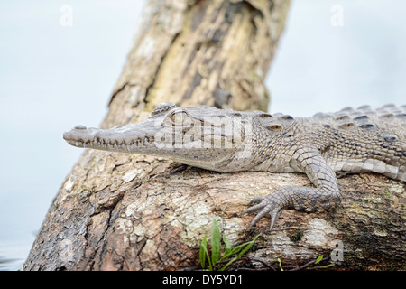 Un caimano spectacled su di un log in una laguna nel Parco Nazionale di Tortuguero in Costa Rica. Foto Stock