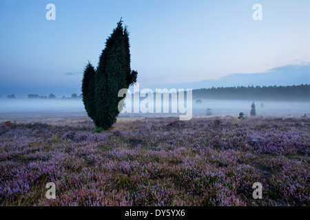 Il ginepro e fioritura heather nella nebbia mattutina, Lueneburg Heath, Bassa Sassonia, Germania, Europa Foto Stock