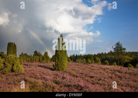 Rainbow su heather, Lueneburg Heath, Bassa Sassonia, Germania, Europa Foto Stock
