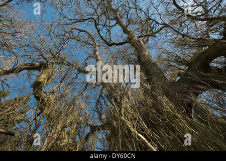 Vecchia coppia massiccia Wild Black Poplar Tree privo di foglie con interessanti modalità di rami corteccia del tronco e ramoscelli Foto Stock