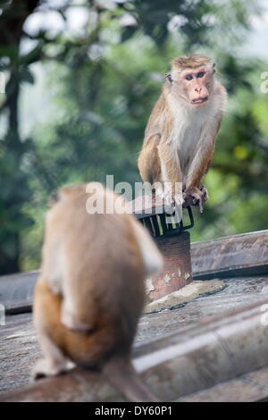 Le scimmie, Royal Rock Tempio Dambulla, Sri Lanka, Asia Foto Stock