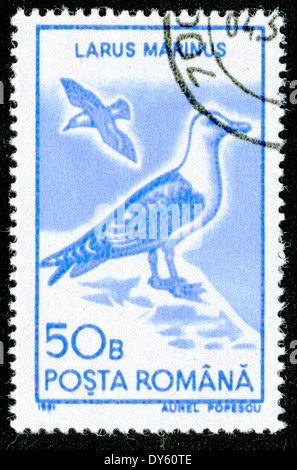 ROMANIA - circa 1991: un timbro stampato in Romania, mostra il grande nero-backed Gull (Larus marinus), circa 1991 Foto Stock