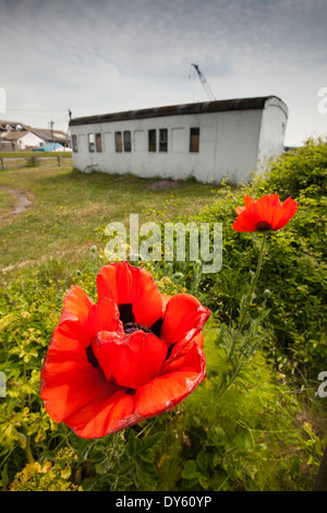 East Sussex, segala, papaveri che crescono in giardino incustodito della vecchia carrozza ferroviaria casa vacanze Foto Stock