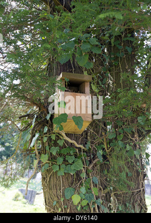 Scatola di legno di uccello in pino grande nella foresta Nuova, Inghilterra, Regno Unito Foto Stock