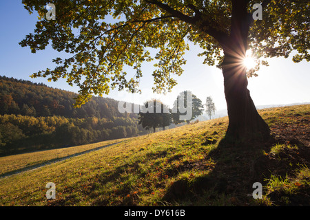 Oak in luce posteriore, vicino a Arnsberg, regione di Sauerland, Nord Reno-Westfalia, Germania Foto Stock