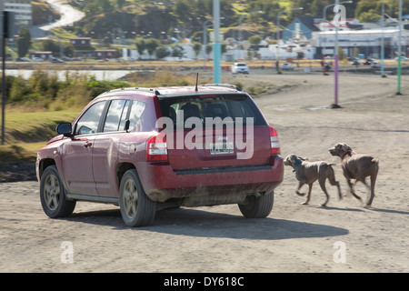 Un pigro persona a piedi i loro cani in auto nella città di Ushuaia che è la capitale di Tierra del Fuego, in Argentina Foto Stock