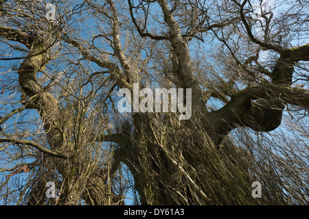 Vecchia coppia massiccia Wild Black Poplar Tree privo di foglie con interessanti modalità di rami corteccia del tronco e ramoscelli Foto Stock