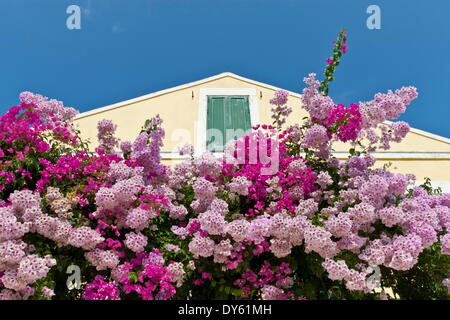 Bouganville e edificio giallo con imposte verdi contro il cielo blu, Fiskardo, Cefalonia (Cefalonia), Isole Ionie, Grecia Foto Stock