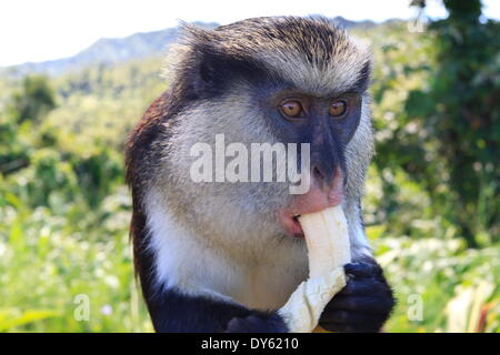 Mona monkey (Cercopithecus mona) mangia la banana, Parco nazionale Grand Etang, Grenada, West Indies, dei Caraibi e America centrale Foto Stock