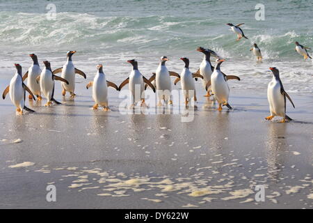 I pinguini di Gentoo (Pygoscelis papua) emergente dal mare, Sea Lion Island, Isole Falkland, Sud America Foto Stock