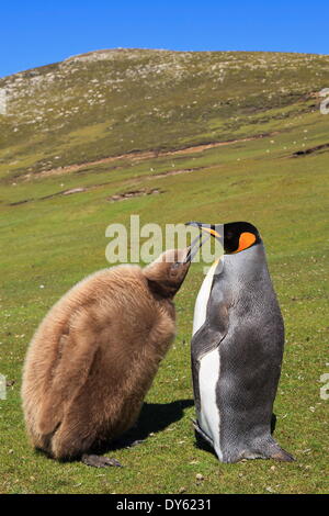 Pinguino reale (Aptenodytes patagonicus) alimentazione chick terrestri, il collo, Saunders Island, Isole Falkland, Sud America Foto Stock