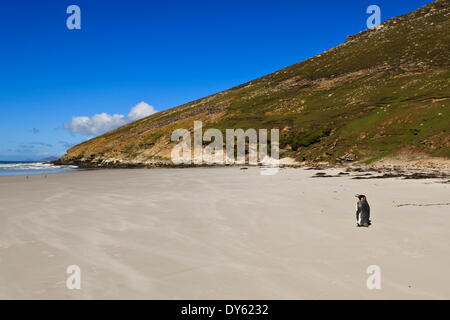 Due re pinguini (Aptenodytes patagonicus) guarda verso il mare sulla spiaggia di sabbia bianca, il collo, Saunders Island, Isole Falkland Foto Stock