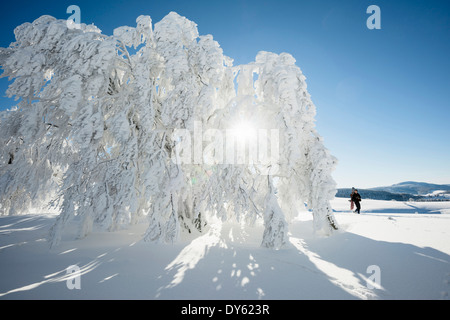 Coperta di neve alberi e escursionista con lo snowboard e le racchette da neve , Schauinsland, nei pressi di Freiburg im Breisgau, Foresta Nera, Baden-Wuertte Foto Stock