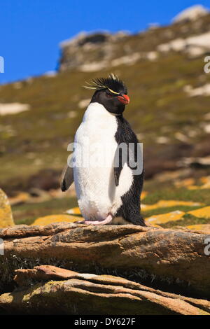 Pinguino saltaroccia (Eudyptes chrysocome) pone su una roccia, il collo, Saunders Island, Isole Falkland, Sud America Foto Stock