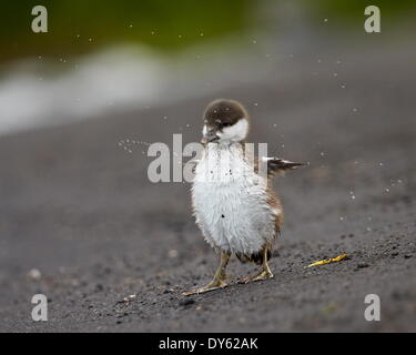 Arlecchino anatra (Histrionicus histrionicus) anatroccolo essiccando, Lago Myvatn, Islanda, regioni polari Foto Stock