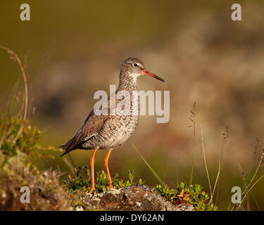 Common Redshank (Redshank) (Tringa totanus), il Lago Myvatn, Islanda, regioni polari Foto Stock