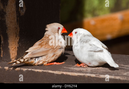 Zebra Finches (taeniopygia guttata) - standard e di colore bianco Foto Stock