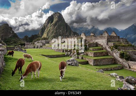 Cinque delle undici llama pascolando nella parte anteriore del picco iconico di Waynu Picchu, Machu Picchu, Perù Foto Stock