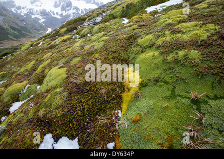 Moss e grumi di fiori di montagna vicino il Ghiacciaio Marziale al di sopra di Ushuaia in Patagonia e Tierra del Fuego, Argentina. Foto Stock