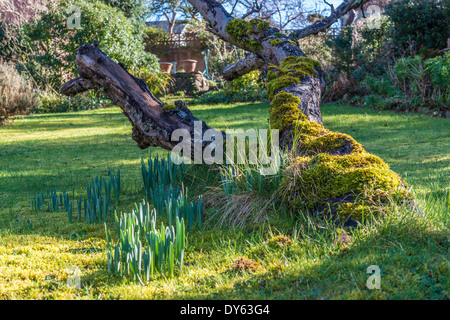 Giunchiglie in crescita in giardino sotto il vecchio melo in primavera. Prima della sequenza di 10 (dieci) immagini fotografato in cinque settimane. Foto Stock