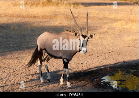 Gemsbok (Oryx gazella), Central Kalahari National Park, Botswana, Africa Foto Stock
