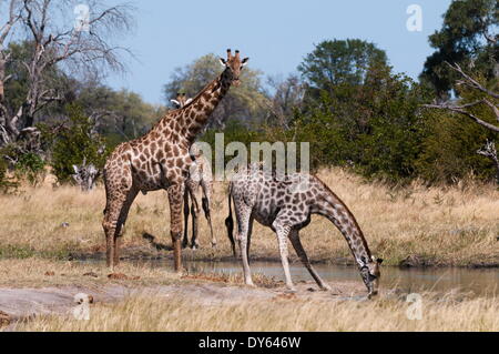 Giraffa meridionale (Giraffa camelopardalis), Khwai concessione, Okavango Delta, Botswana, Africa Foto Stock