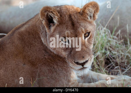 Lion (Panthera leo), Khwai concessione, Okavango Delta, Botswana, Africa Foto Stock