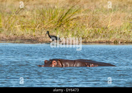 Ippopotamo (Hippopotamus amphibius), Khwai concessione, Okavango Delta, Botswana, Africa Foto Stock