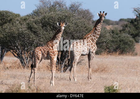 Giraffa meridionale (Giraffa camelopardalis), Riserva di Mashatu, Botswana, Africa Foto Stock