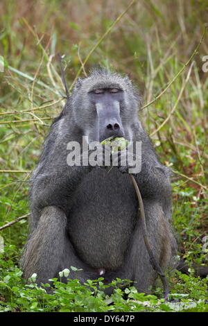 Maschio adulto Chacma Baboon (Papio ursinus) mangiando un giglio di acqua tubero, Kruger National Park, Sud Africa e Africa Foto Stock