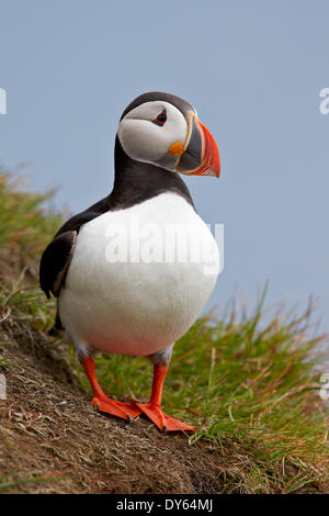 Atlantic Puffin (Fratercula arctica), Islanda, regioni polari Foto Stock