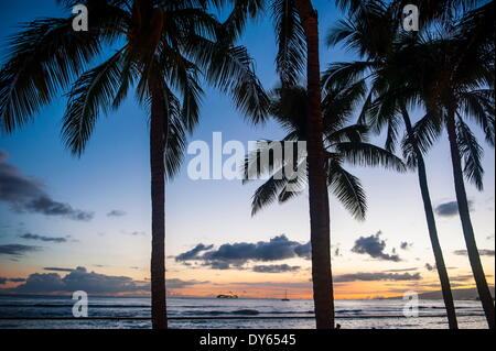 Palme sulla spiaggia di Waikiki di Oahu, Hawaii, Stati Uniti d'America, il Pacifico Foto Stock