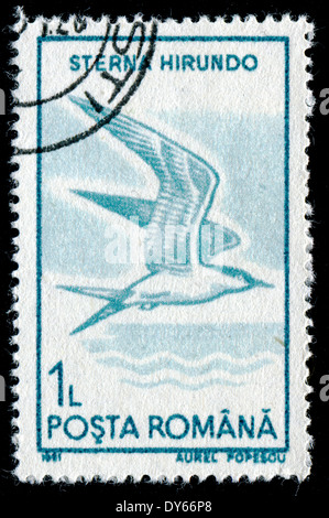 ROMANIA - circa 1991: un timbro stampato in Romania, mostra la comune Tern (Sterna hirundo), circa 1991 Foto Stock