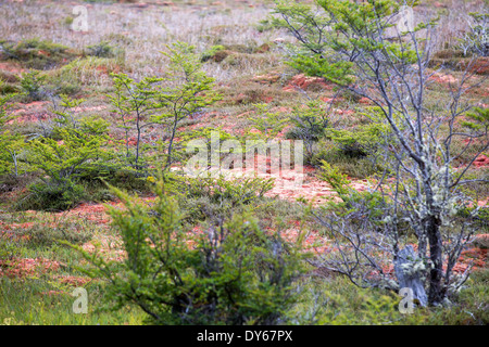 Un rilievo bog in arti marziali montagne sopra Ushuaia che è la capitale di Tierra del Fuego, in Argentina. Foto Stock