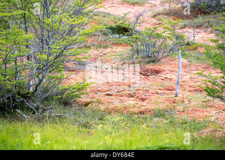 Un rilievo bog in arti marziali montagne sopra Ushuaia che è la capitale di Tierra del Fuego, in Argentina. Foto Stock