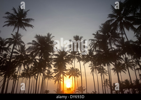 Misty sunrise oltre le palme in Wadduwa Hotel, Sri Lanka Foto Stock