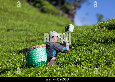 L'uomo la raccolta del tè (Camellia sinensis) sulla piantagione di tè vicino Ciwidey, West Java, Indonesia Foto Stock