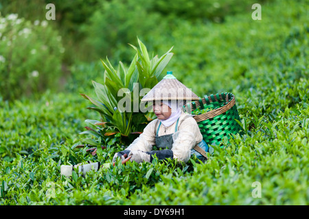 La donna la raccolta di tè (Camellia sinensis) sulla piantagione di tè vicino Ciwidey, West Java, Indonesia Foto Stock