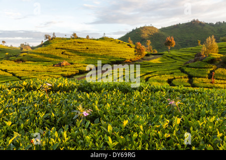 Righe di tè (Camellia sinensis) boccole nella luce del mattino sulla piantagione di tè vicino Ciwidey, West Java, Indonesia Foto Stock