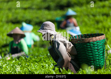 Gruppo di persone la raccolta del tè (Camellia sinensis) sulla piantagione di tè vicino Ciwidey, West Java, Indonesia Foto Stock