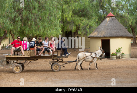 I turisti di marcia su un carro trainato da un mulo e un asino in Karoo regione Sud Africa Foto Stock