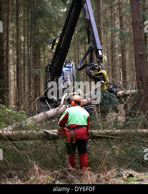 Torfbruecke, Germania. 08 apr 2014. Operai forestali rimuovere i danni al legno causate dall'uragano nel dicembre 2013 vicino Torfbruecke, Germania, 08 aprile 2014. La relazione della condizione delle foreste 2013 è presentato in Schwerin il 08 aprile 2014. Foto: Bernd Wuestneck/dpa/Alamy Live News Foto Stock