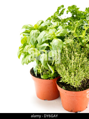 Erbe aromatiche fresche in vasi di giardinaggio su sfondo bianco. il basilico, timo, prezzemolo e rosmarino Foto Stock