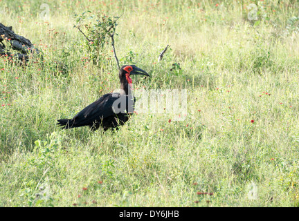Massa meridionale hornbill nel parco nazionale Kruger sud africa Foto Stock