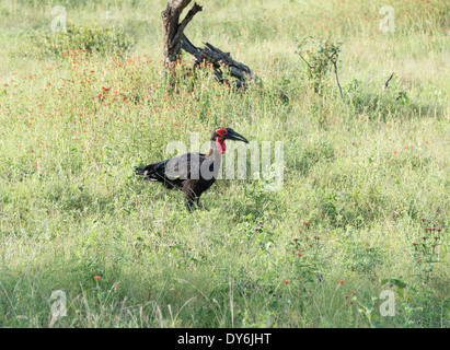 Massa meridionale hornbill in nationa kruger park Foto Stock