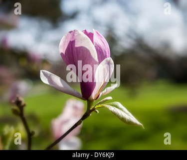 X Magnolia soulangeana 'rustica rubra' Fiore rosa bud presso i Giardini di Kew in primavera. Londra, Regno Unito Foto Stock