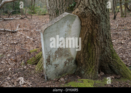 Vecchia Lastra tombale quale albero è cresciuta intorno. Brookwood cimitero, Surrey, Inghilterra. Pietra tombale date dal 1862 Foto Stock