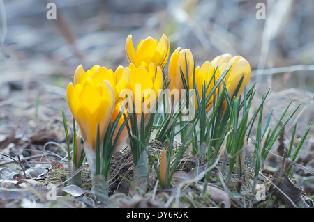 close up of the yellow daffodils Foto Stock